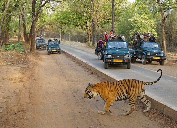 wildlife-tours-in-india